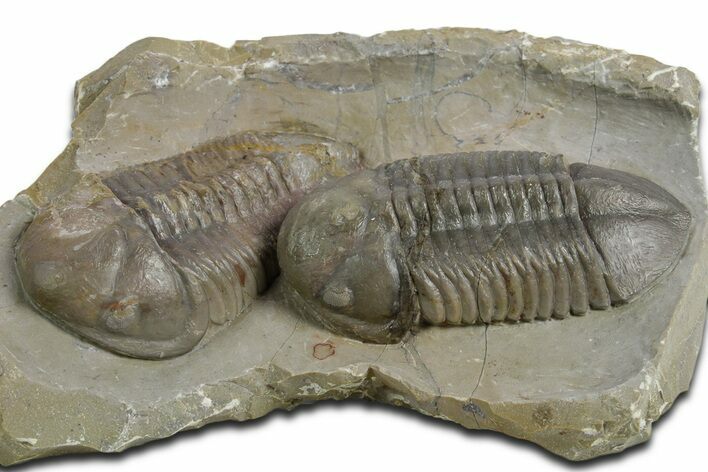 Two Nice Struveaspis Trilobites - Jorf, Morocco #348379